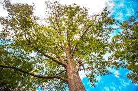 Best Commercial Tree Services  in St Rose, LA