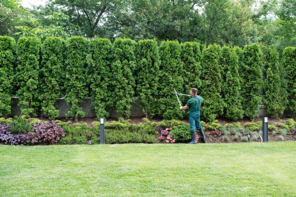 Best Lawn Maintenance Plans  in St Rose, LA