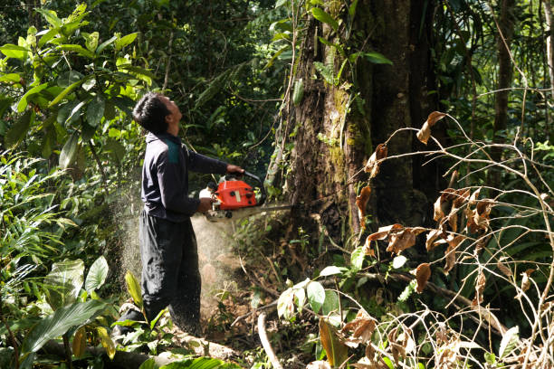 Best Stump Grinding and Removal  in St Rose, LA