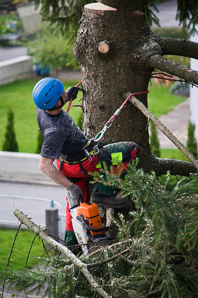 How Our Tree Care Process Works  in  St Rose, LA