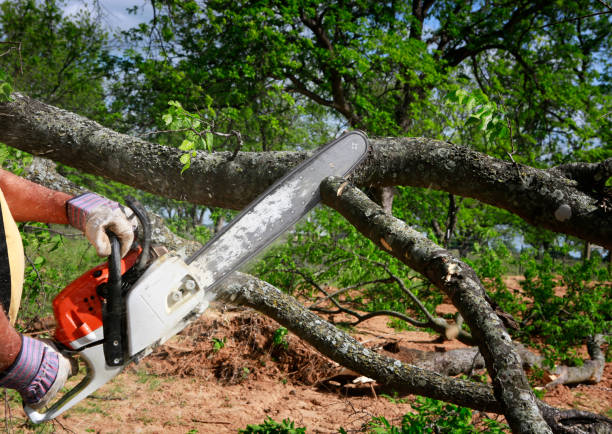 Best Tree Disease Treatment  in St Rose, LA